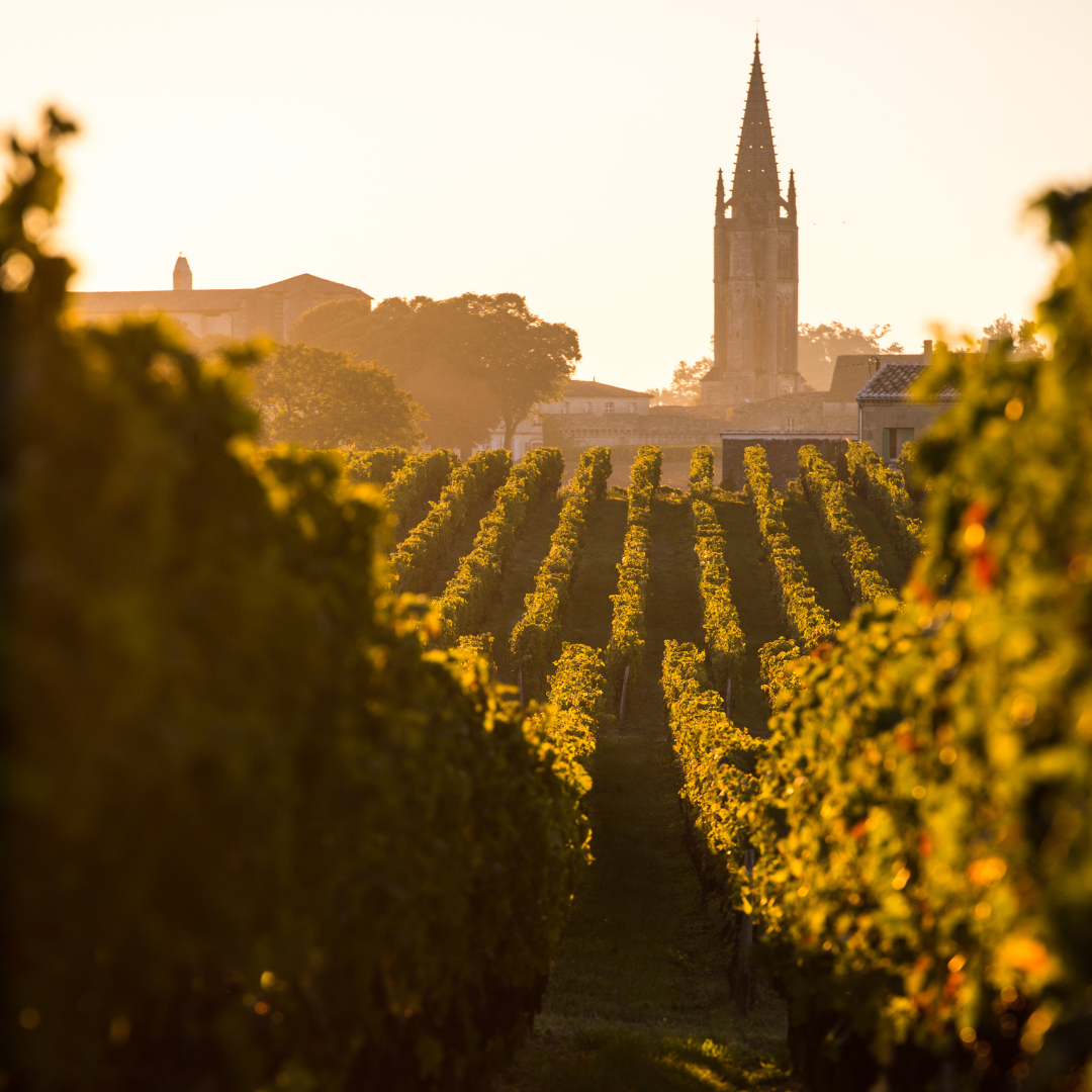 Grand Cru Saint Emilion - Imagen 4