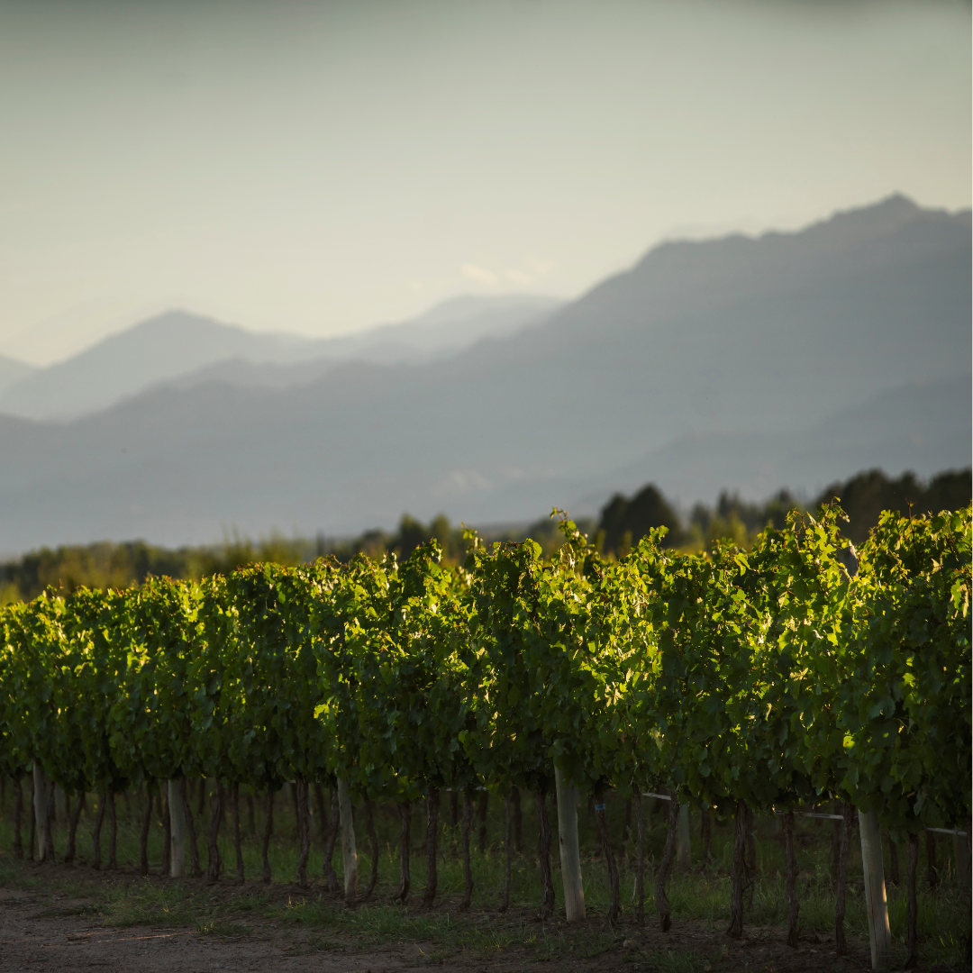 Intertwine - Malbec - Imagen 4